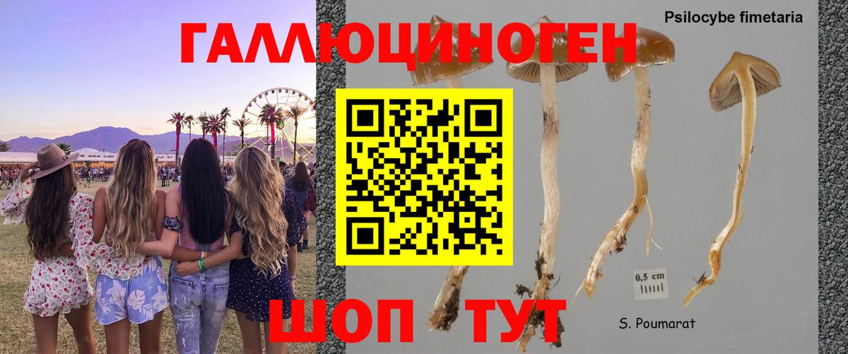Новодвинск  Псилоцибиновые грибы ЛСД  Вход с VPN 